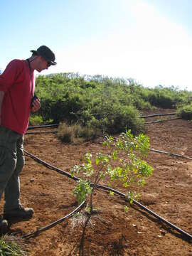 Image of coastal sandalwood