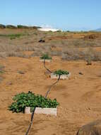 Image of sweet potato