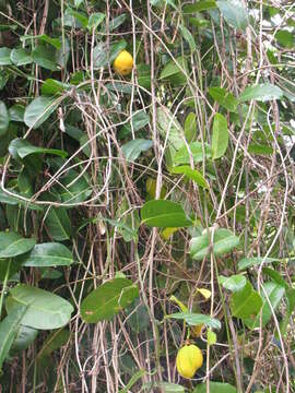 Sivun Passiflora laurifolia L. kuva