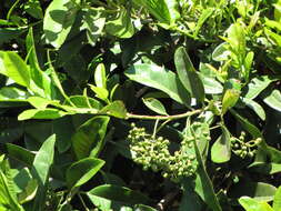 Image of Allspice