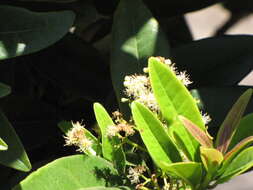 Image of Allspice