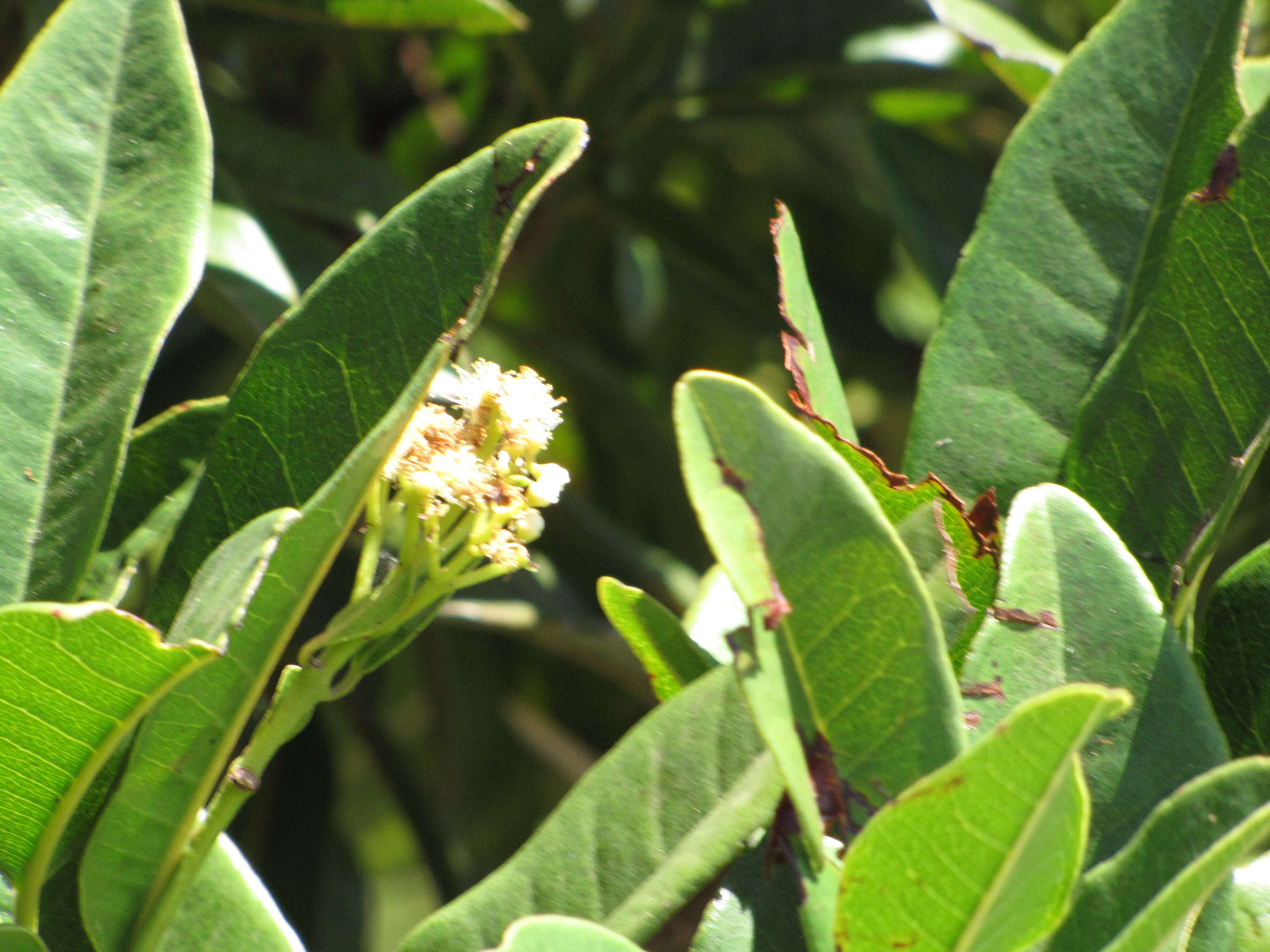 Image of Allspice