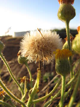 Image of telegraphweed