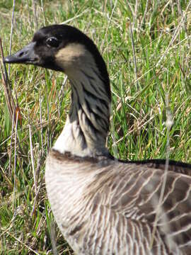 Plancia ëd Branta sandvicensis (Vigors 1834)