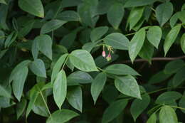 Imagem de Staphylea trifolia L.