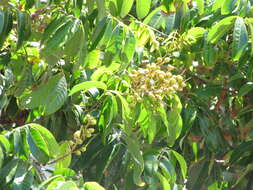 Imagem de Dimocarpus longan Lour.