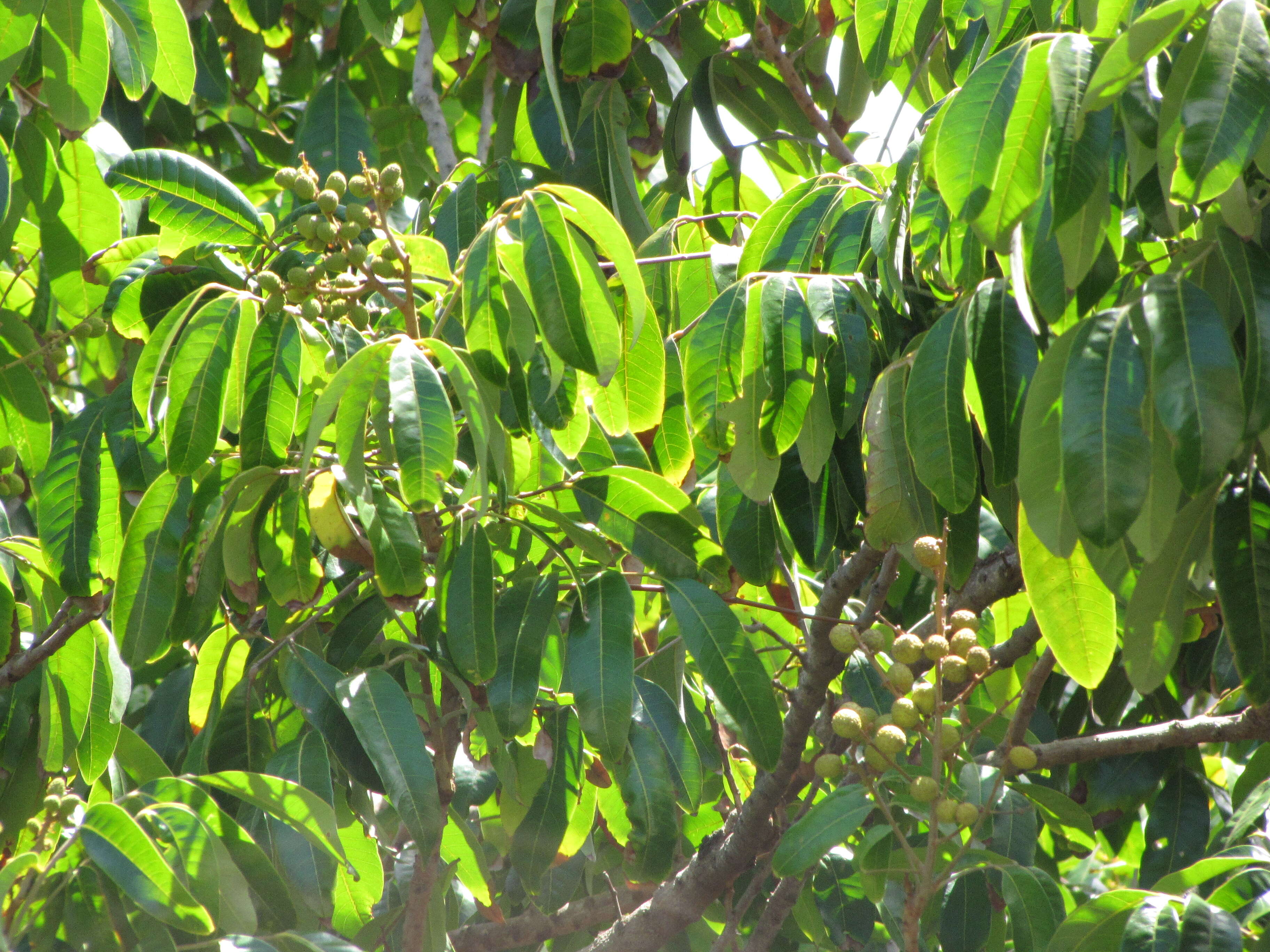 Image of longan