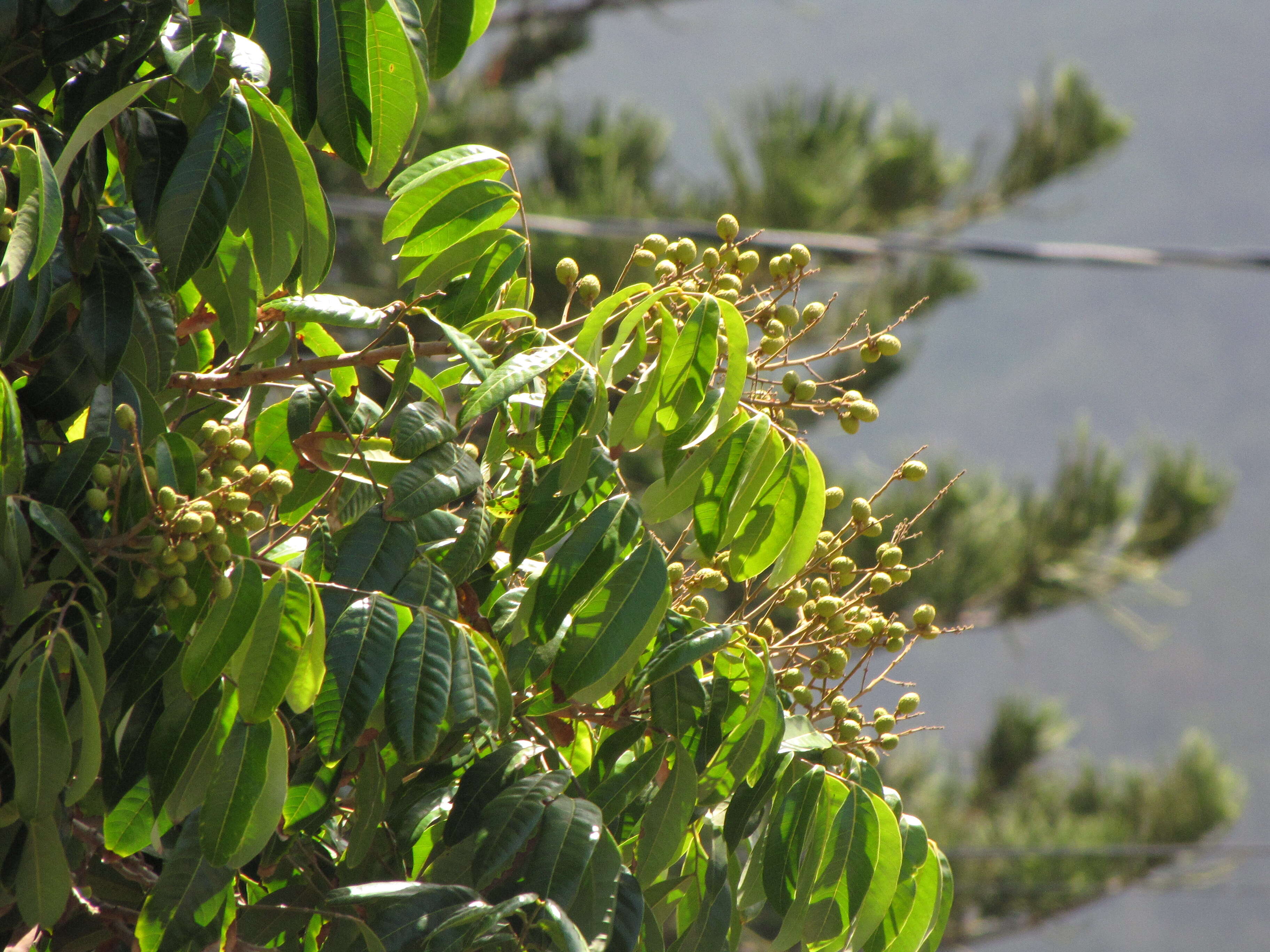 Image of longan