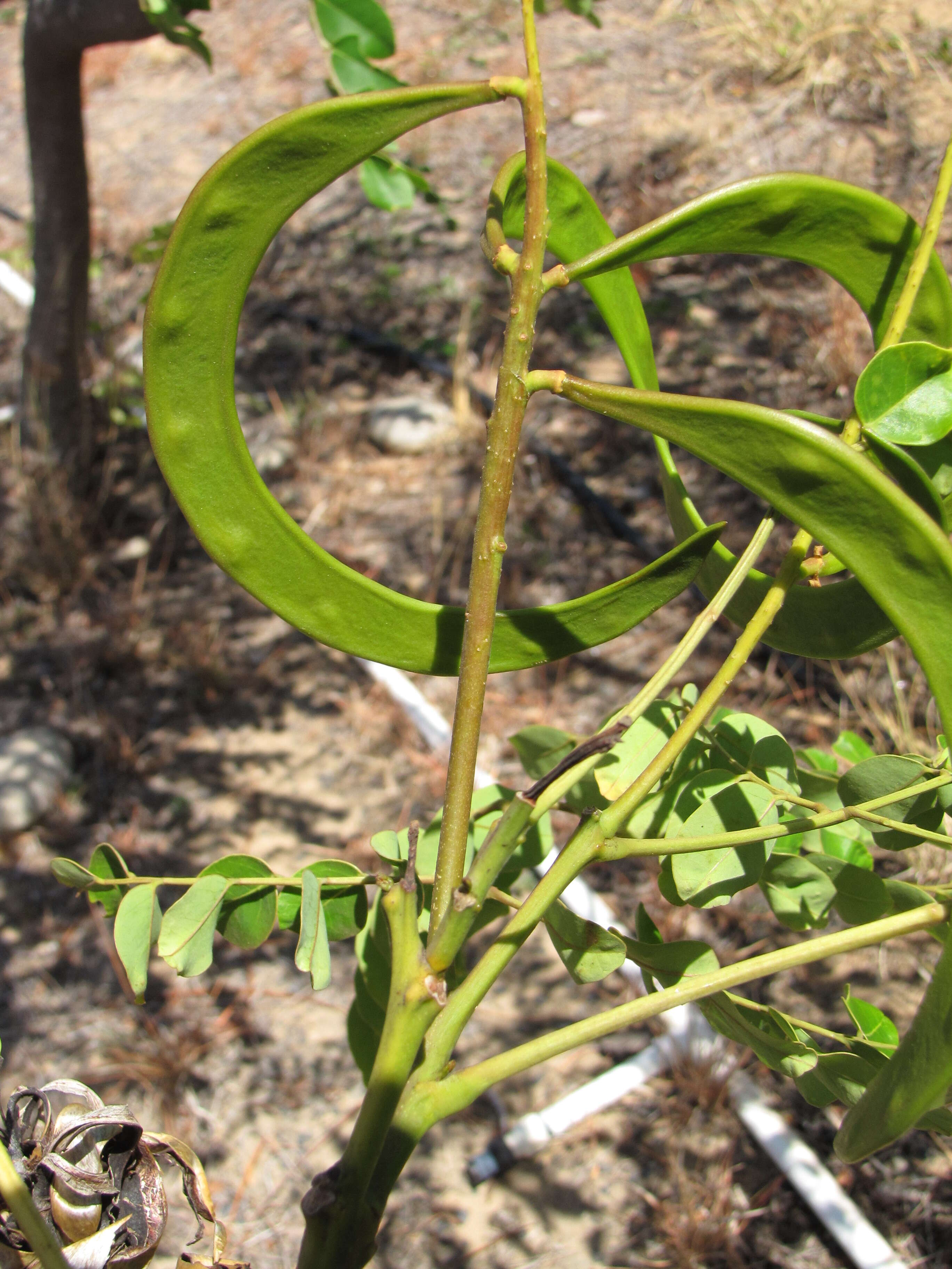 Image of beadtree