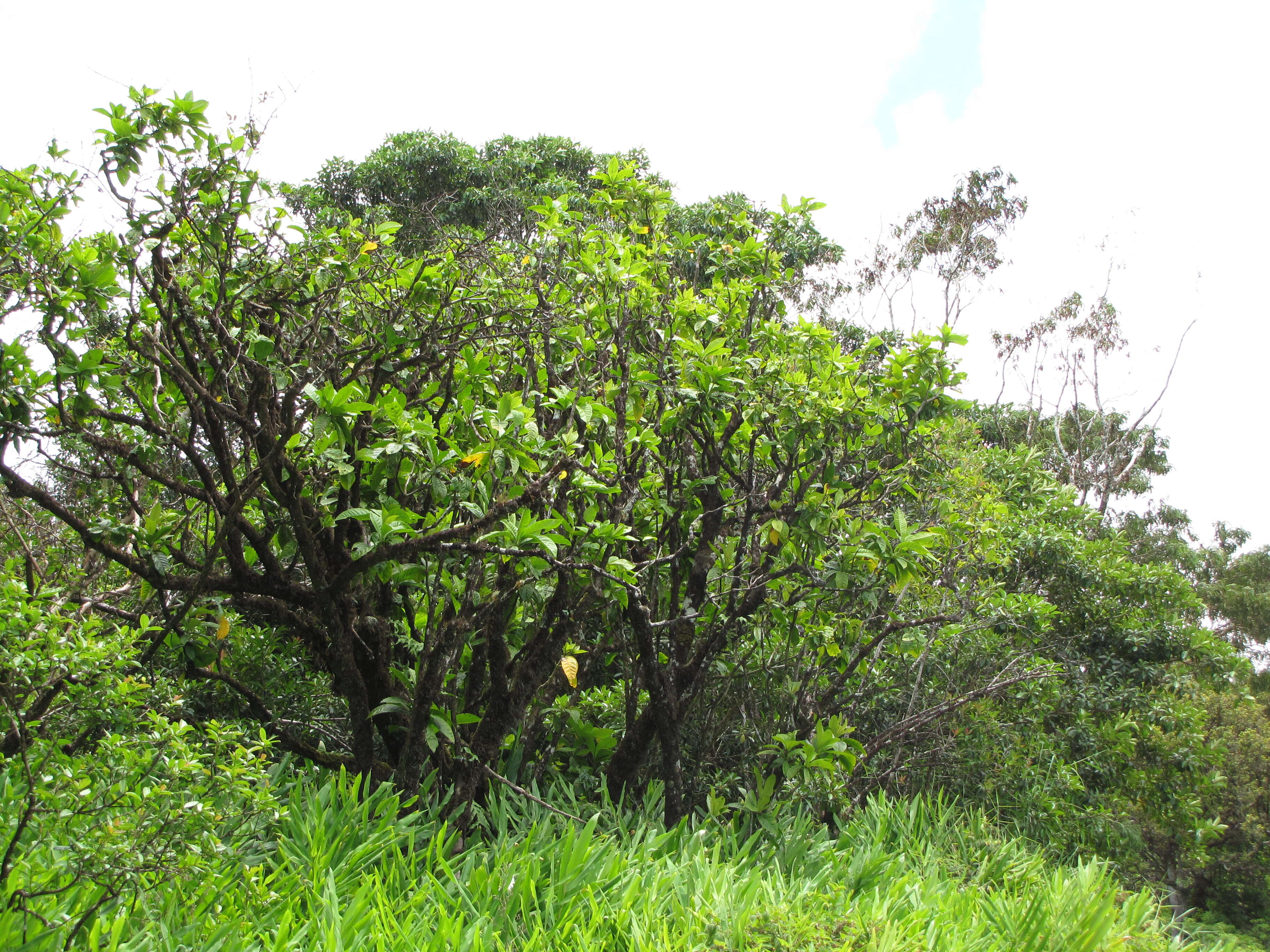 Image of umbrella catchbirdtree