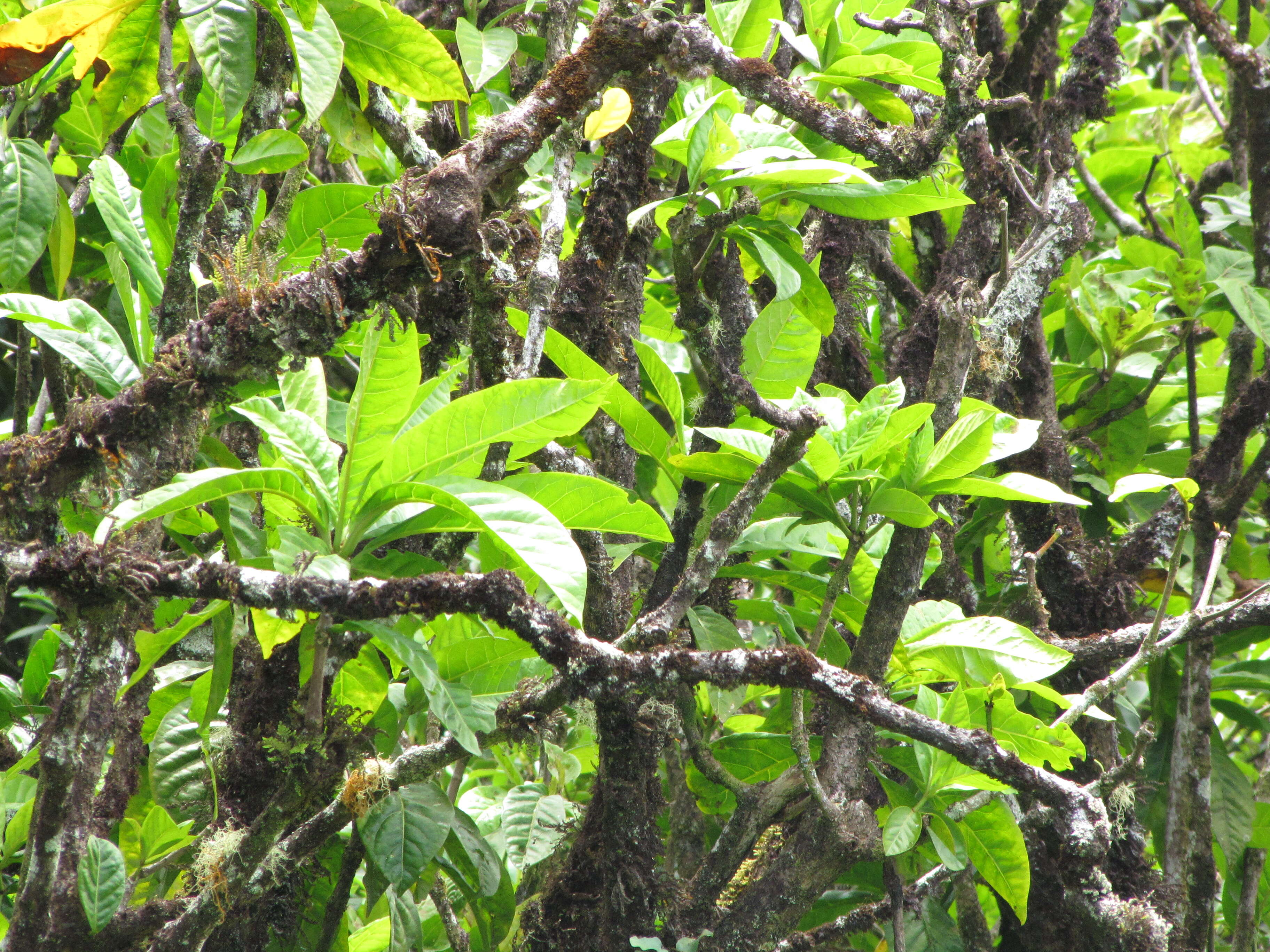 Image of umbrella catchbirdtree