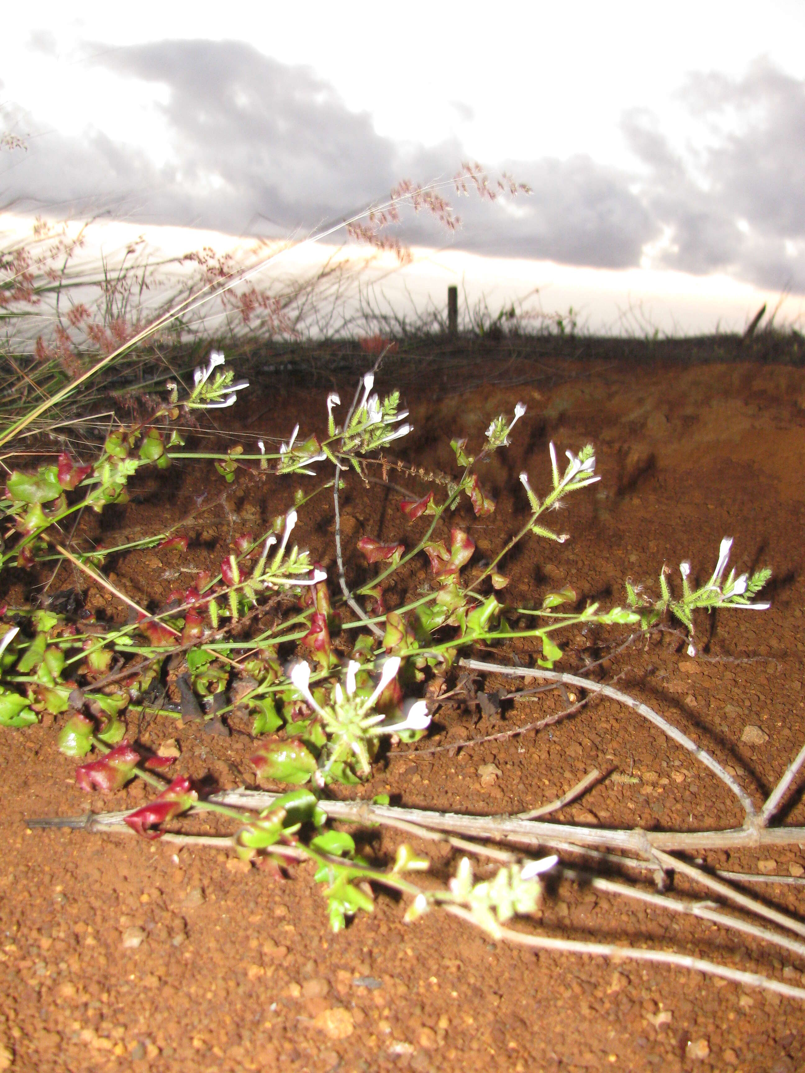 Image of wild leadwort