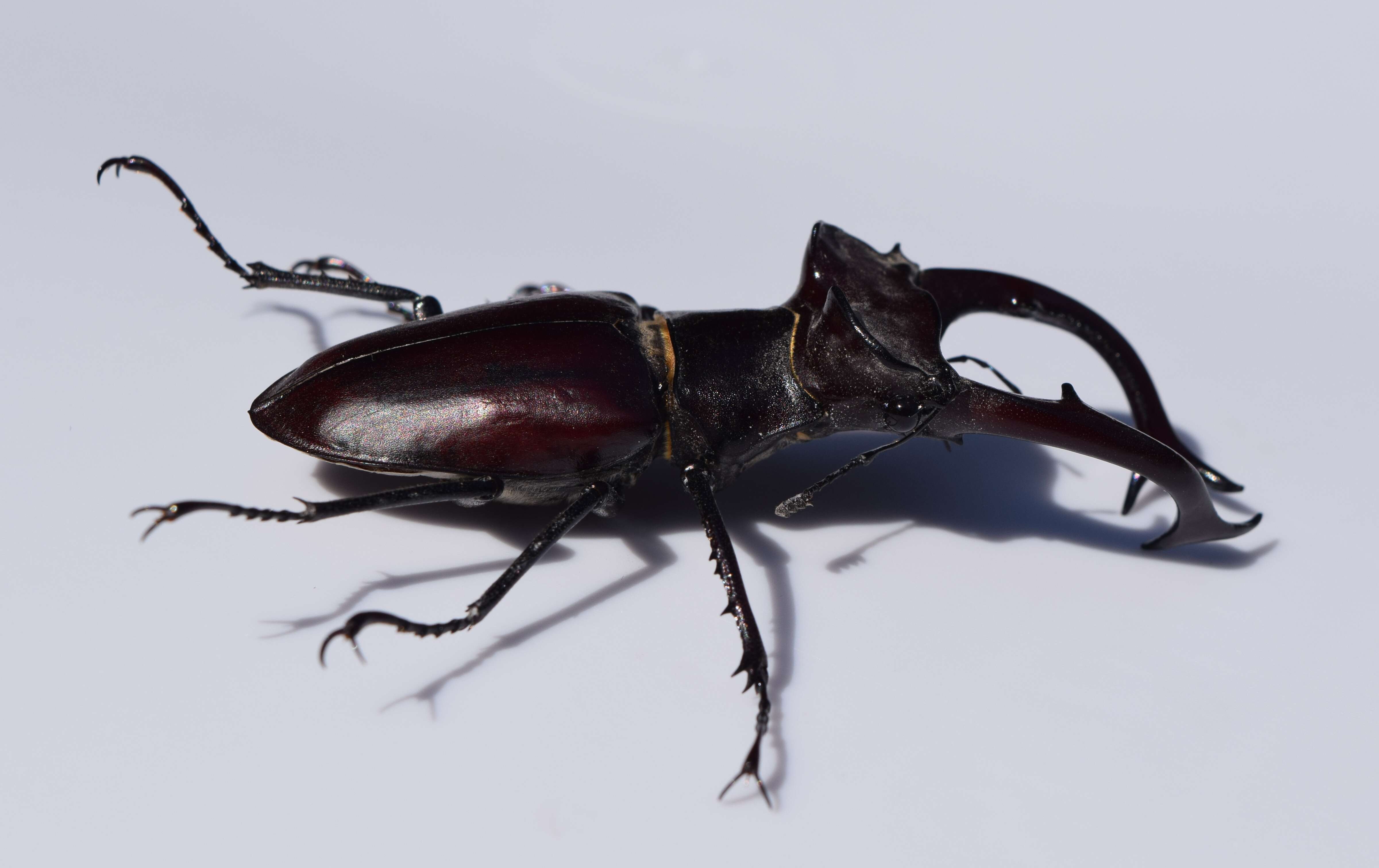 Lucanus elaphus Fabricius 1775的圖片