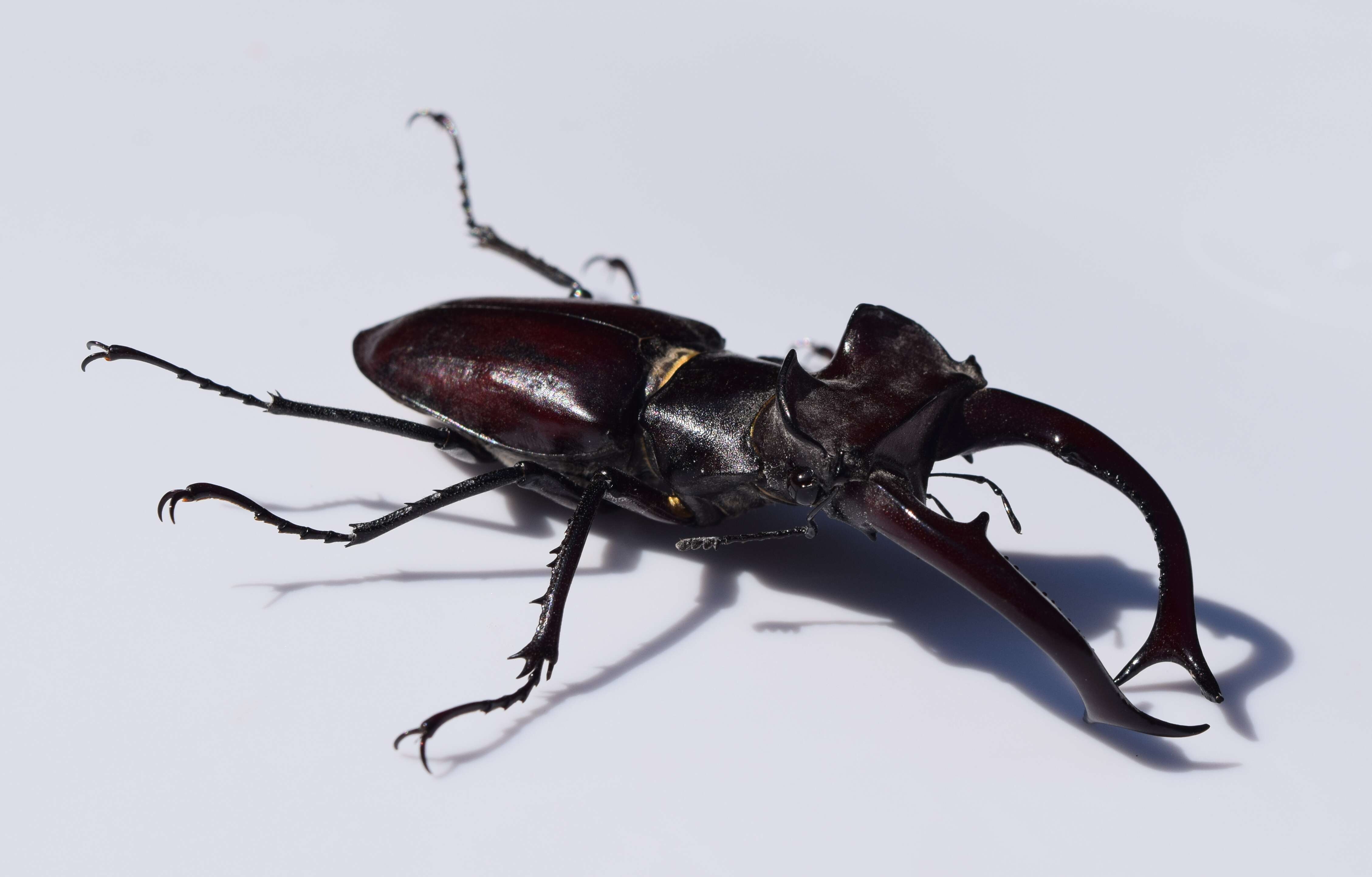 Lucanus elaphus Fabricius 1775的圖片