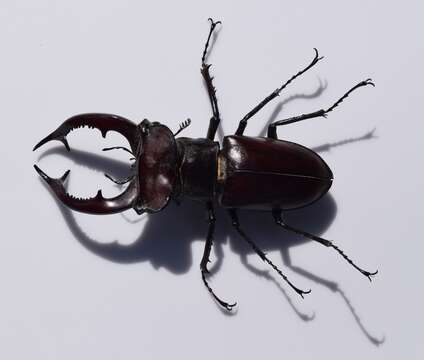 Lucanus elaphus Fabricius 1775的圖片