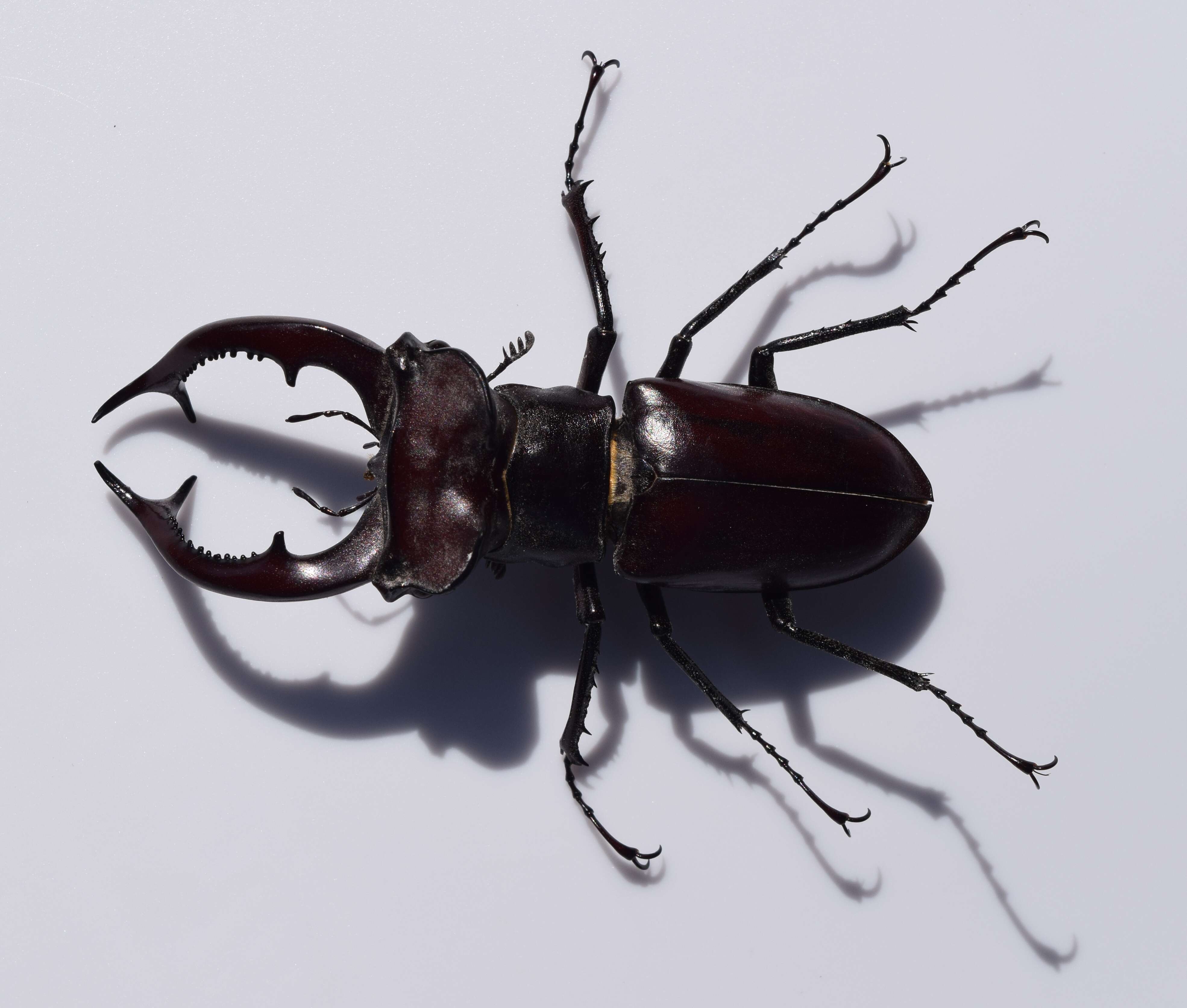 Lucanus elaphus Fabricius 1775的圖片