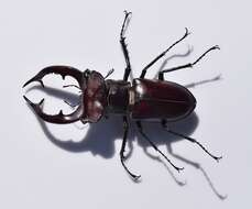 Lucanus elaphus Fabricius 1775的圖片