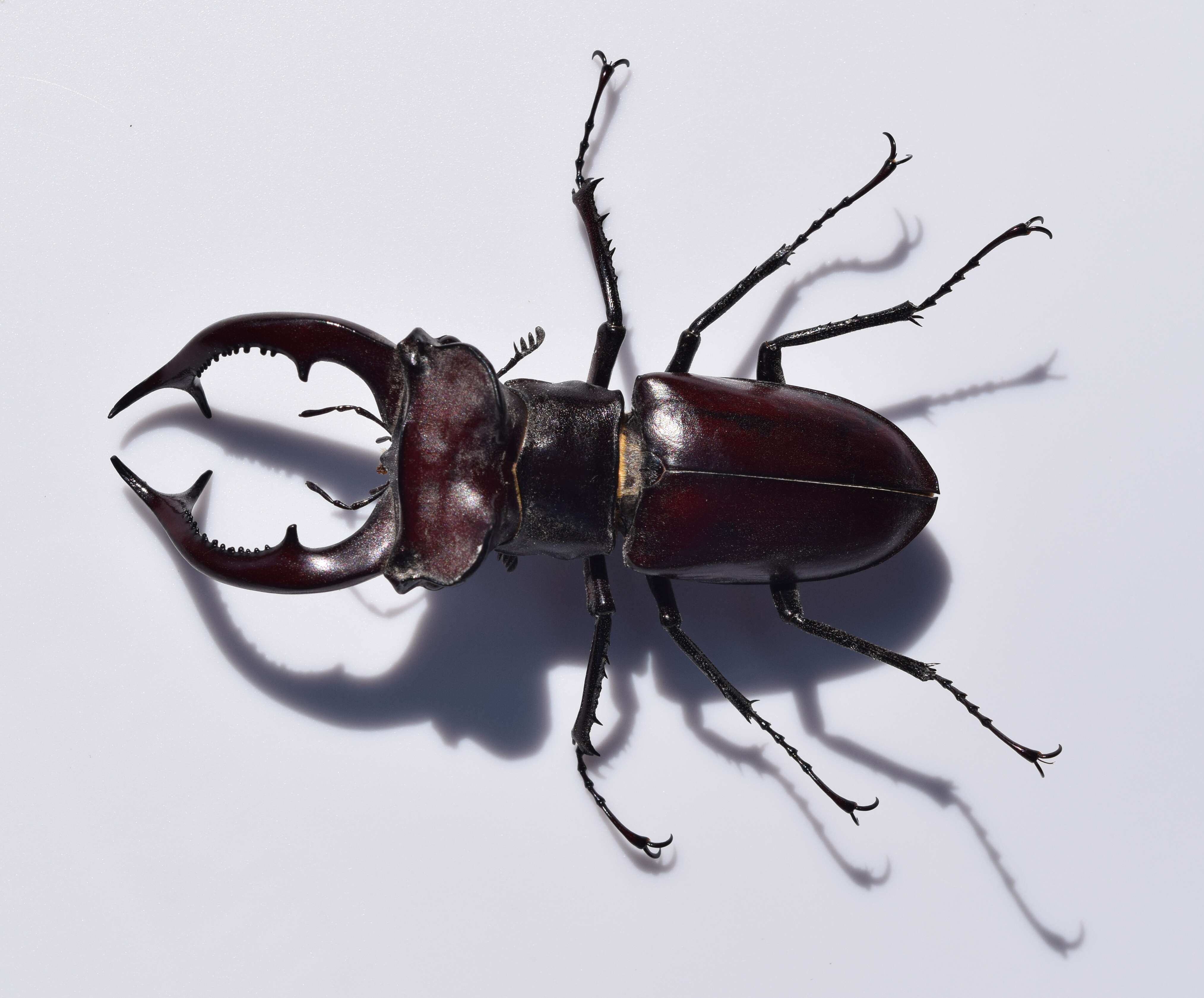 Lucanus elaphus Fabricius 1775的圖片