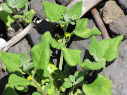 Image of New Zealand spinach