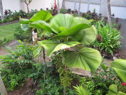 Image of Grosse Licuala Palm