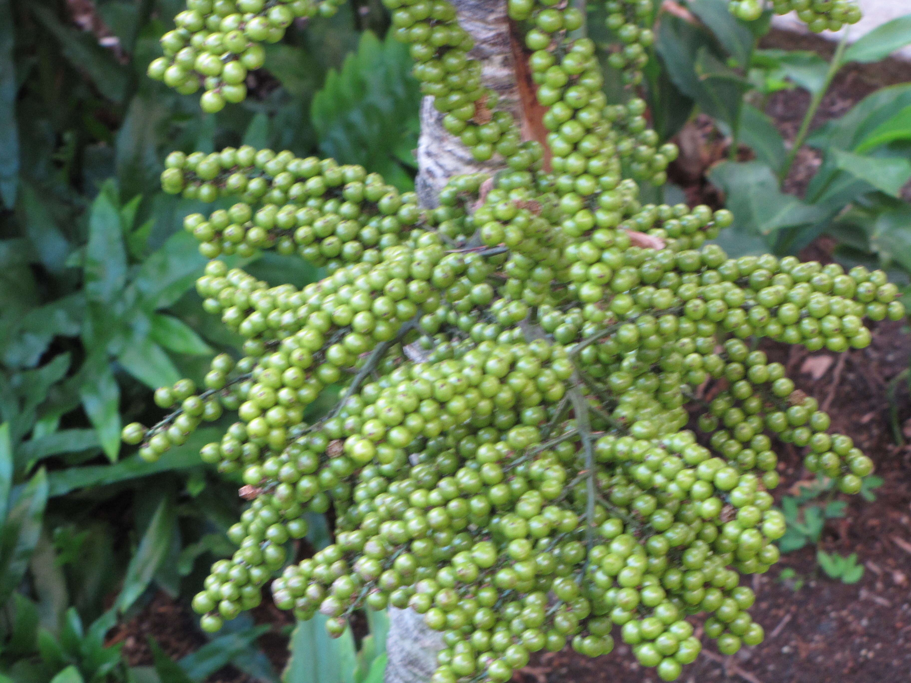 Image of Vanuatu fan palm