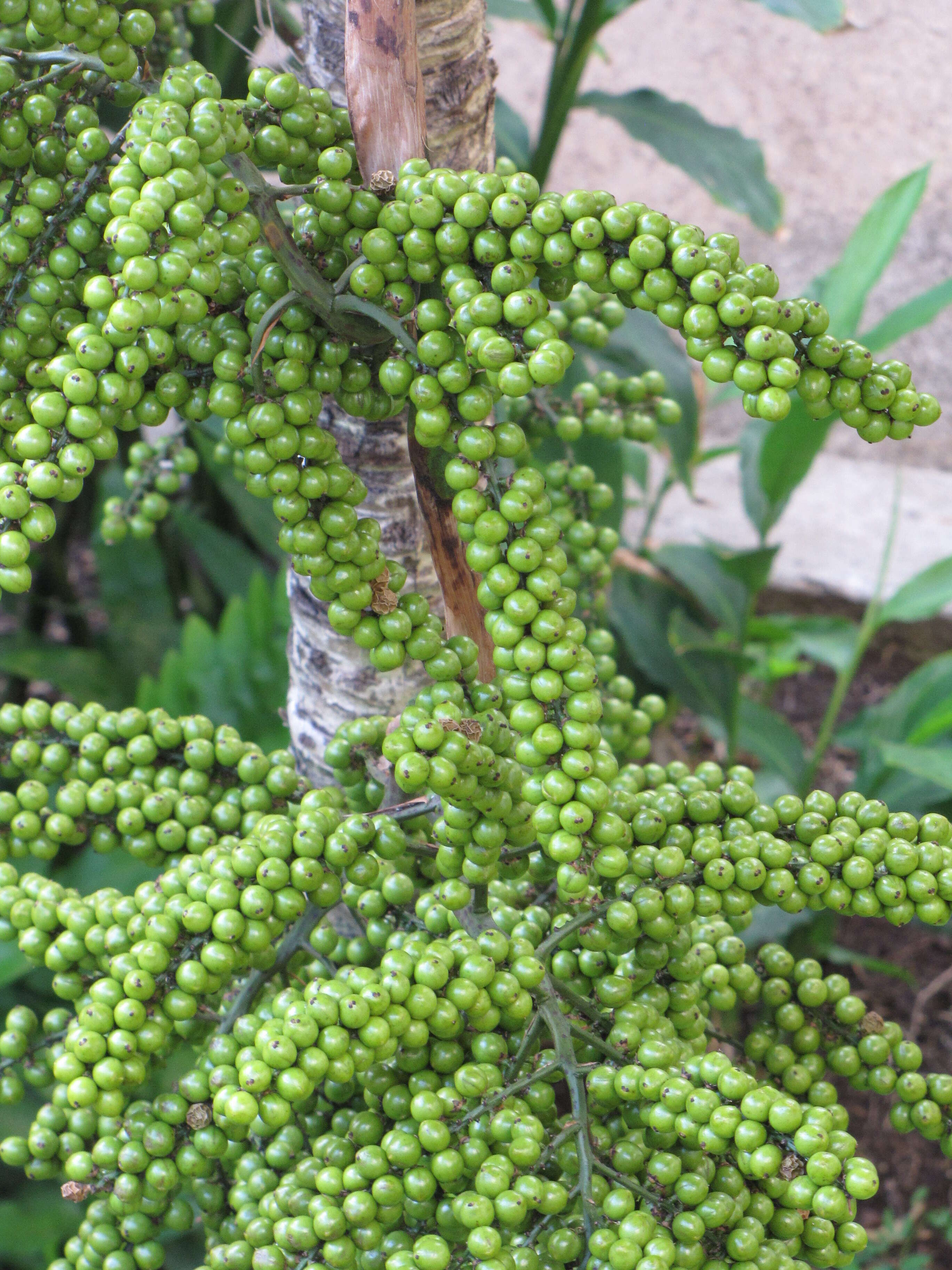 Image of Vanuatu fan palm