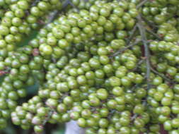 Image of Vanuatu fan palm