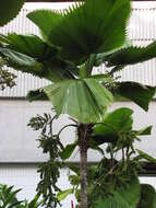 Image of Grosse Licuala Palm