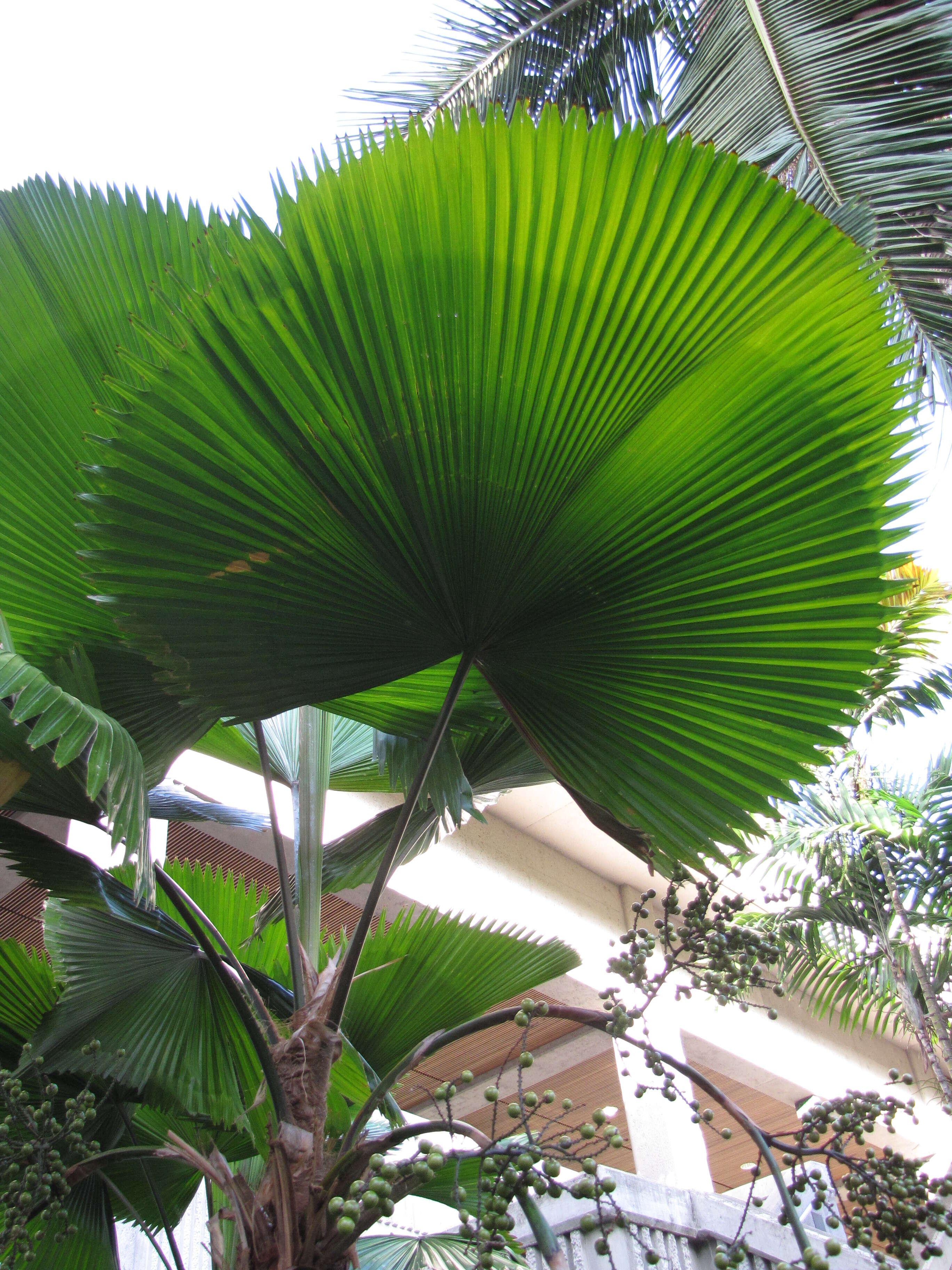 Image of Grosse Licuala Palm