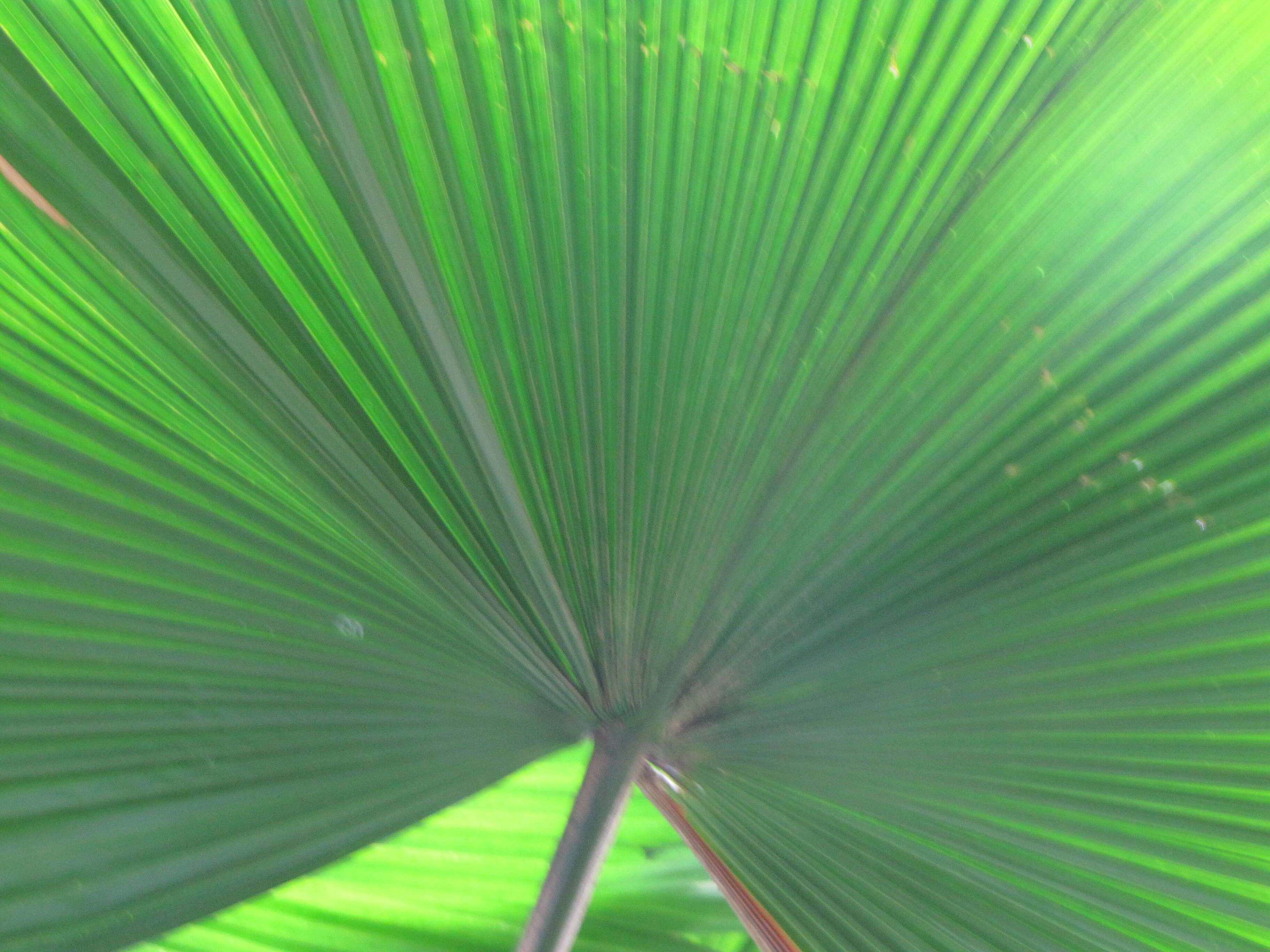 Image of Vanuatu fan palm