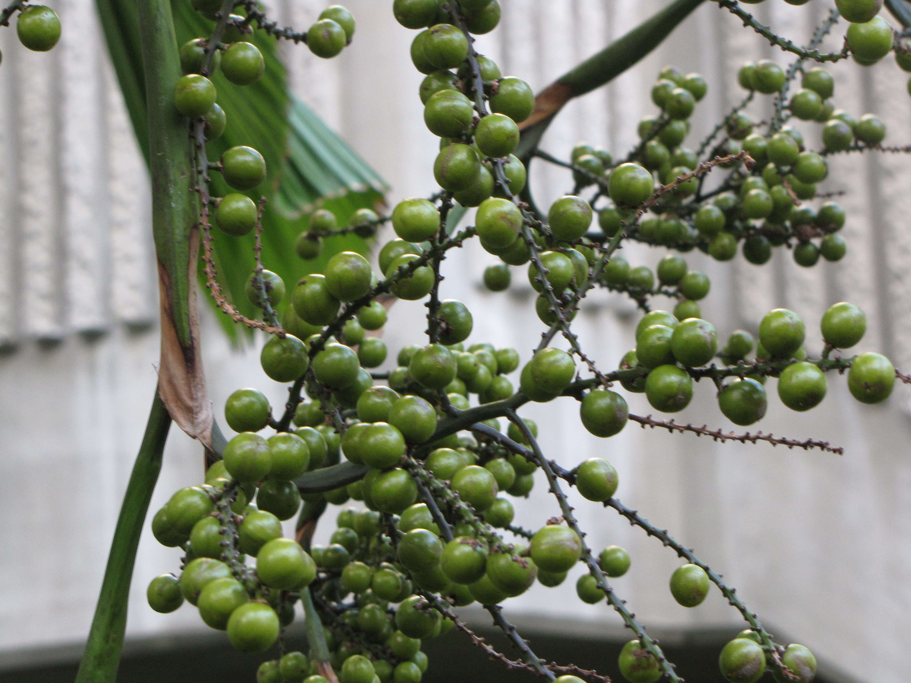 Image of Grosse Licuala Palm