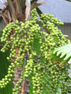 Image of Vanuatu fan palm