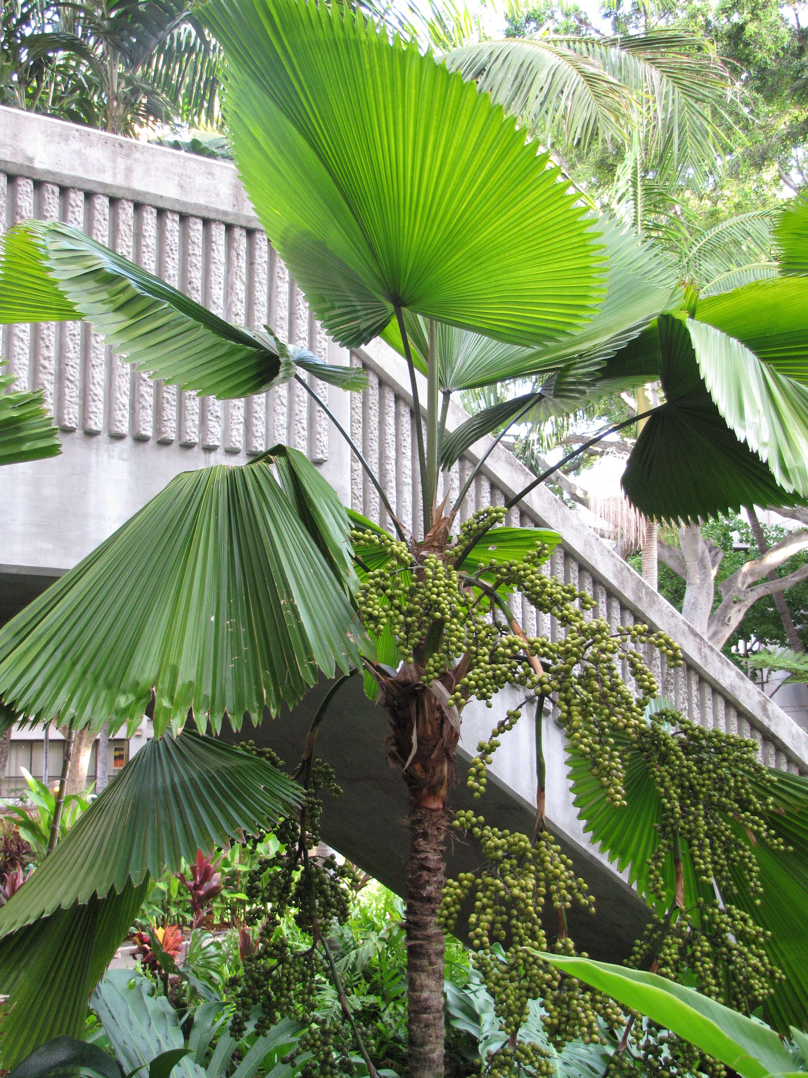 Image of Grosse Licuala Palm