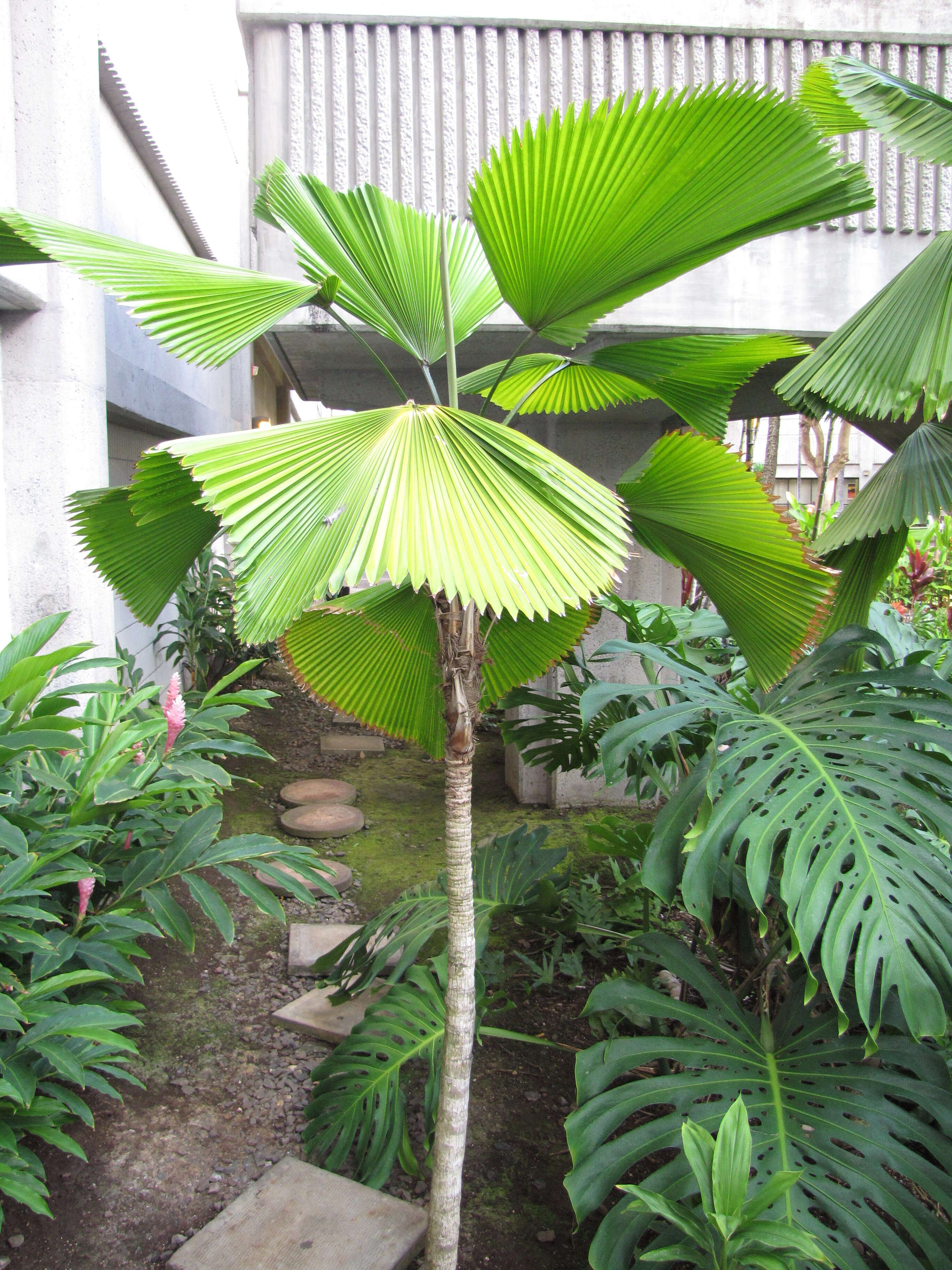 Image of Vanuatu fan palm