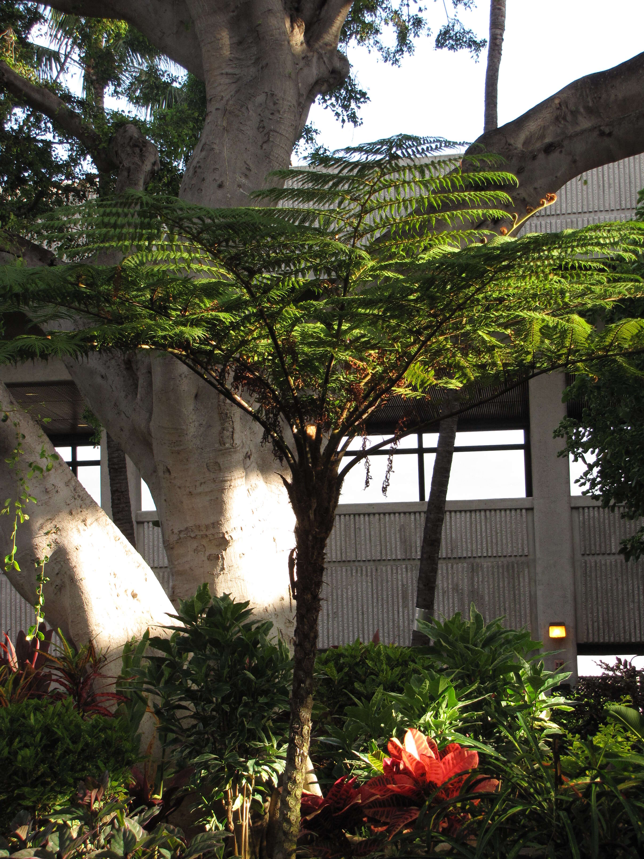 Image of Lacy Tree Fern