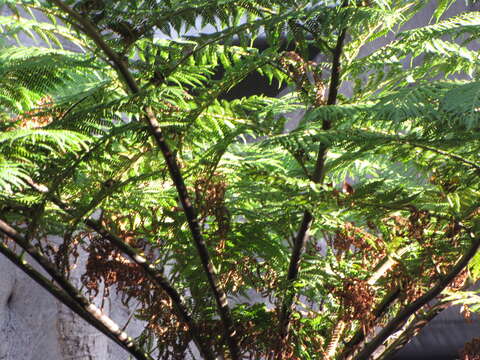 Image of Lacy Tree Fern