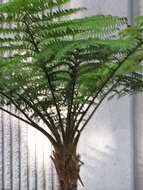 Image of Lacy Tree Fern