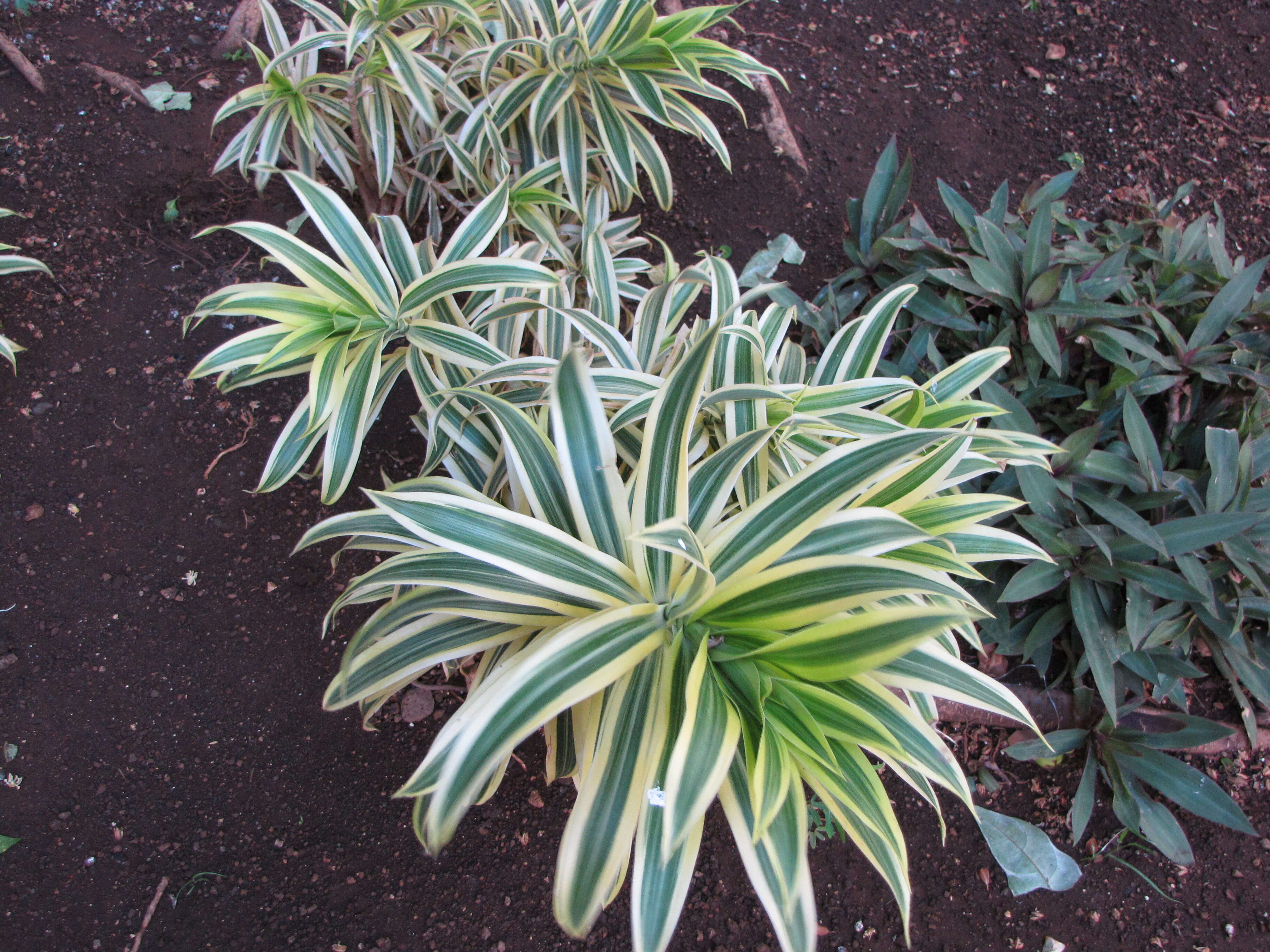 Image of Dracaena reflexa Lam.