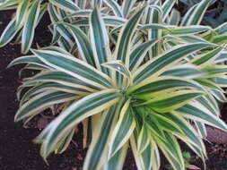 Image of Dracaena reflexa Lam.