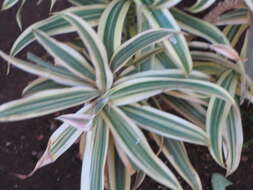 Image of Dracaena reflexa Lam.