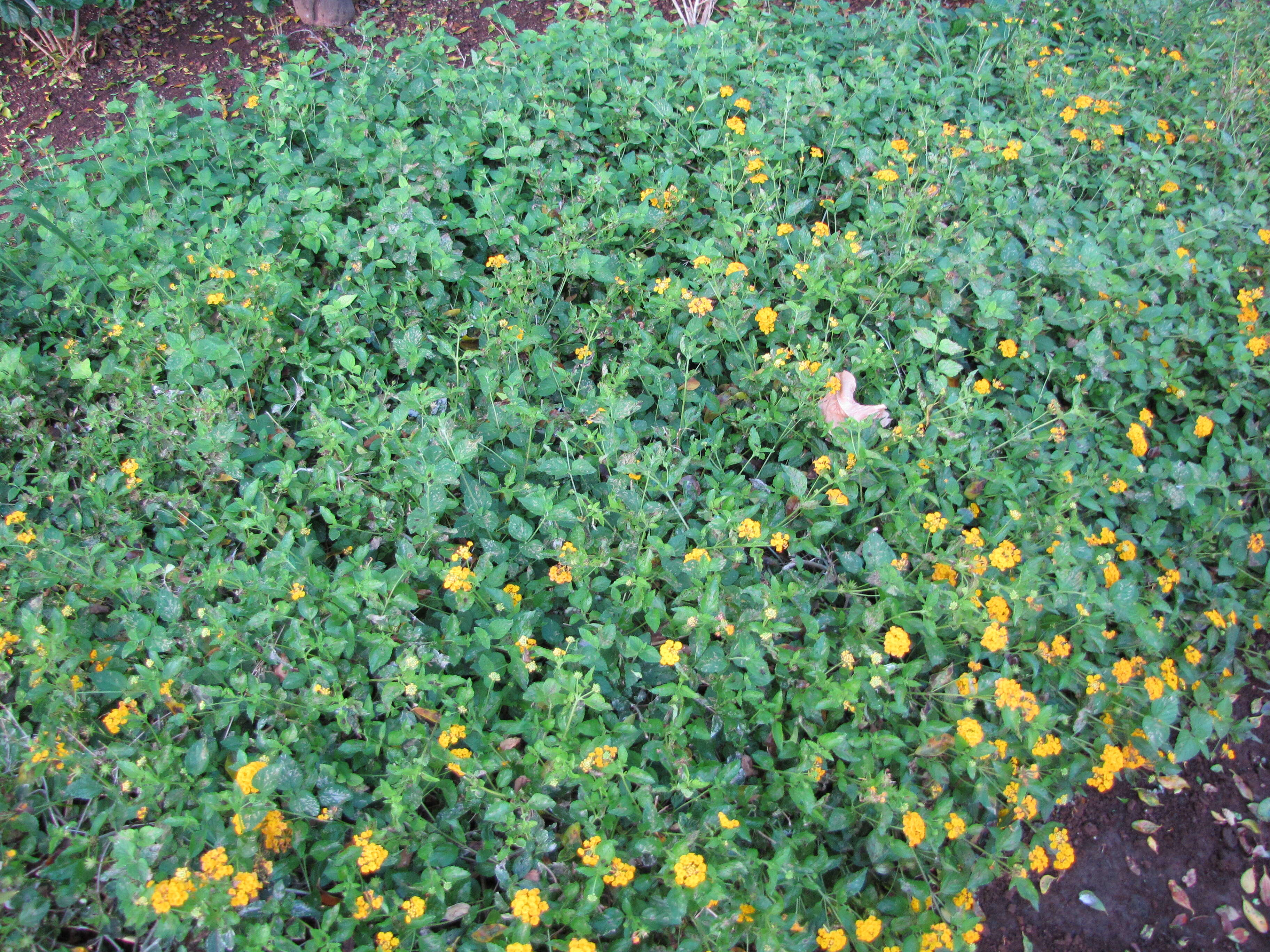 Image of trailing shrubverbena