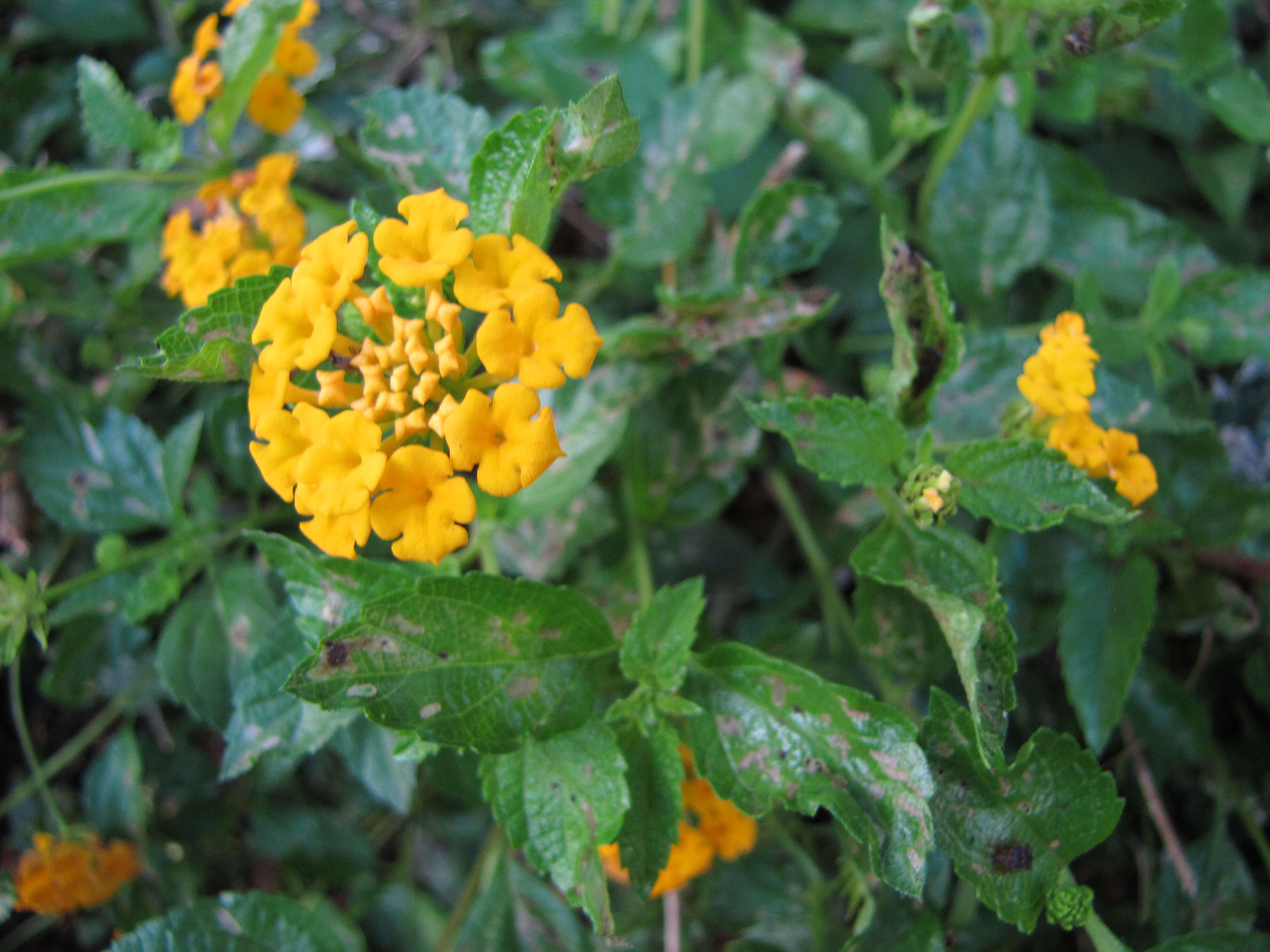 Image of trailing shrubverbena