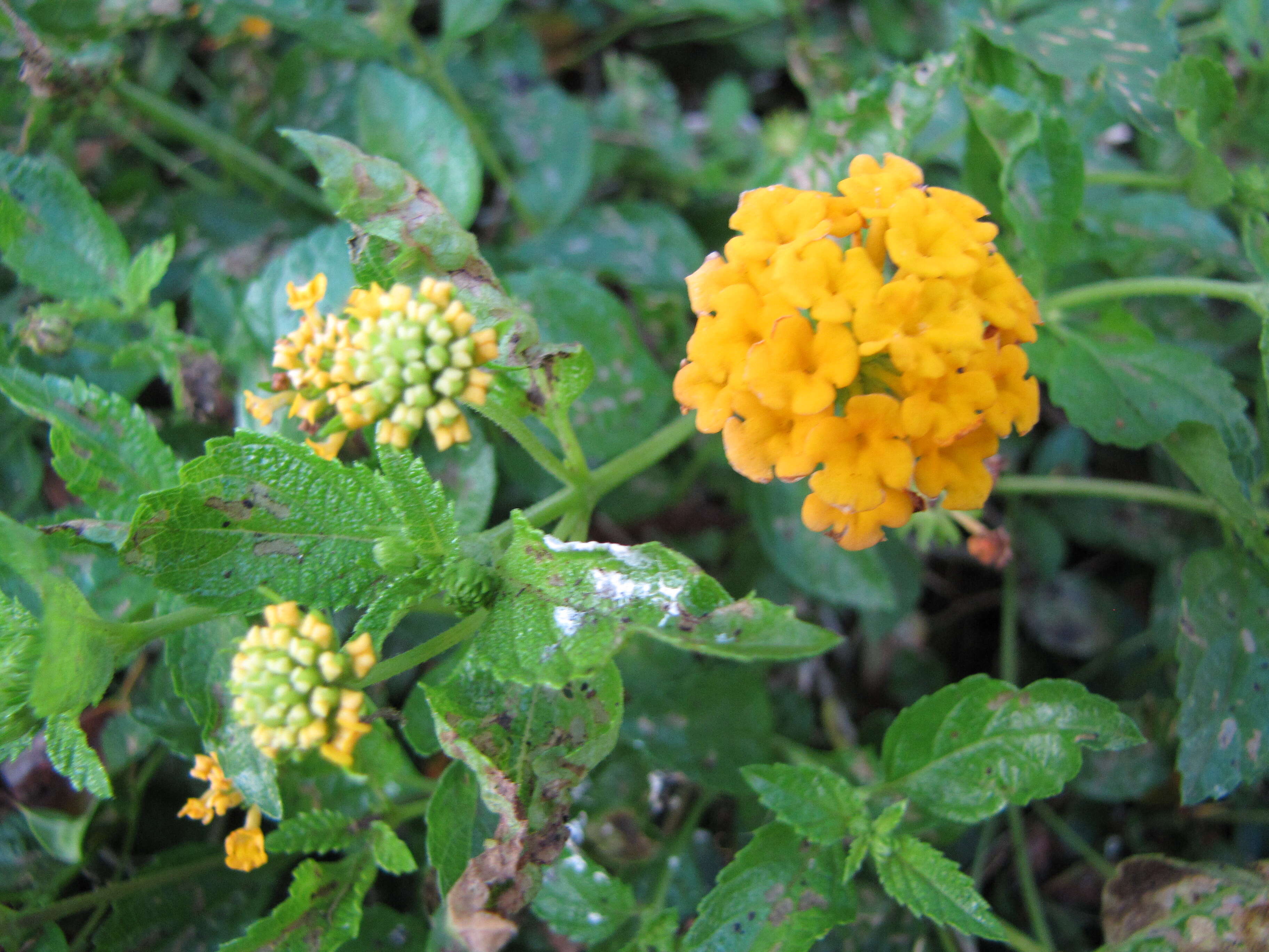 Image of trailing shrubverbena