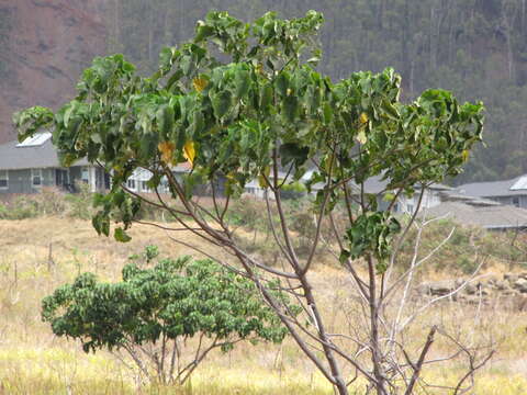 Image of parasol leaf tree