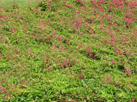 Image of antigonon