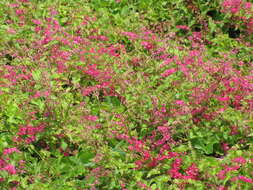 Image of antigonon