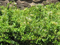 Image of Japanese honeysuckle