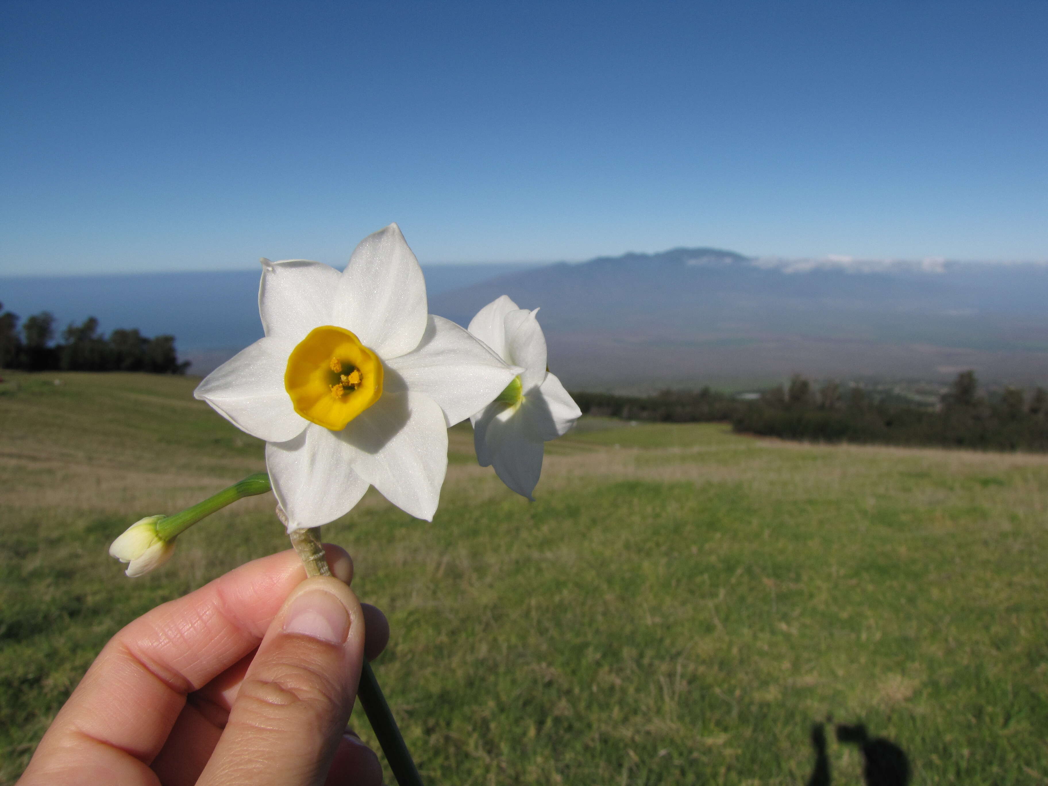 Image of cream narcissus