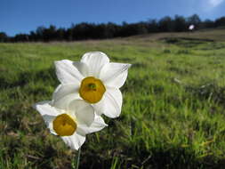 Image of cream narcissus