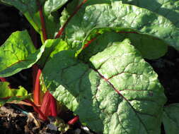 Image of Beta vulgaris subsp. vulgaris Cicla